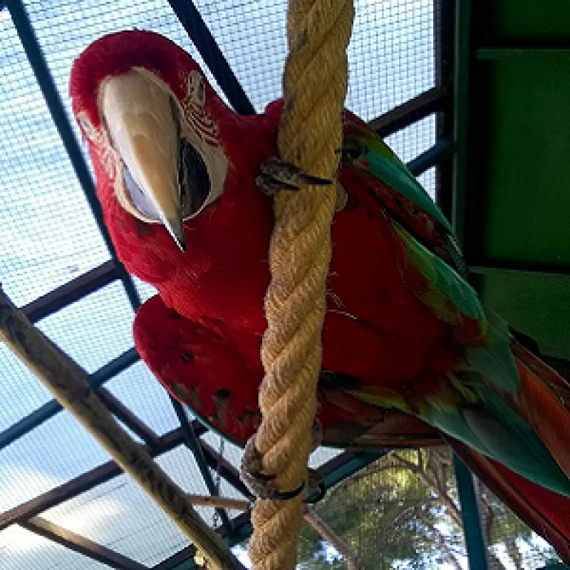 Parque Ornitológico Loro Sexi: horarios, precios y 1.500 aves en Almuñécar - 90 Costa