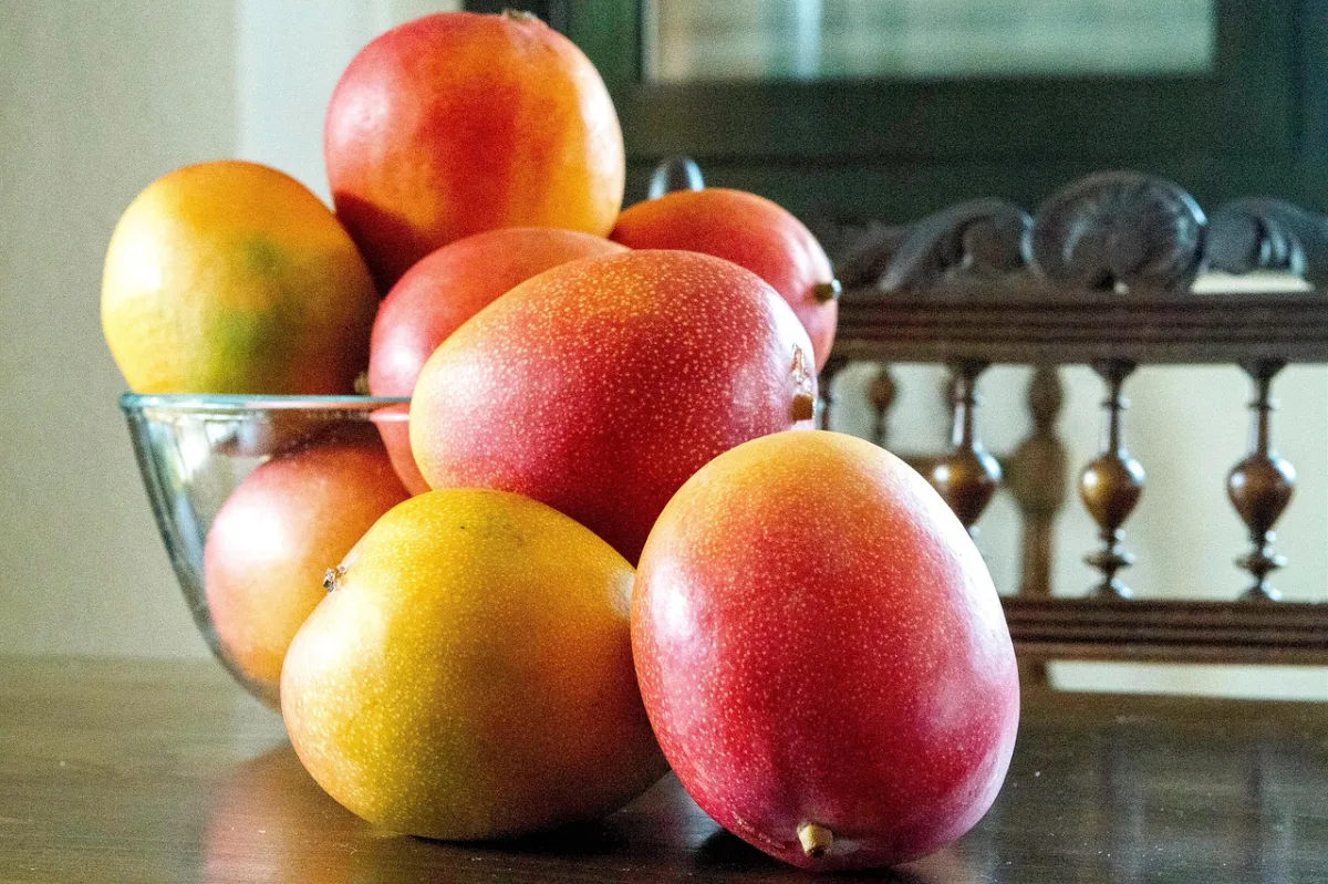 El mango de la Costa Tropical granadina se consolida como referente europeo - Vivir en la Costa Tropical - 90 Costa