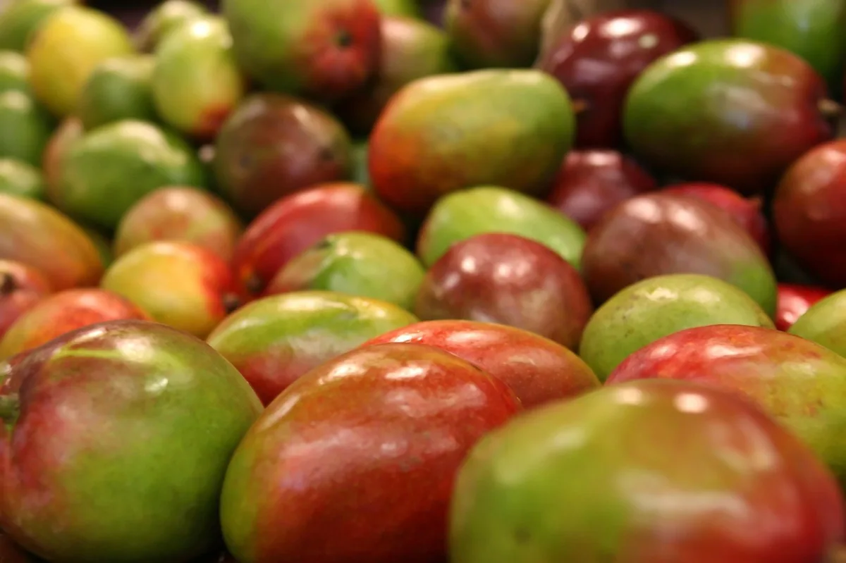Almuñécar inicia campaña del mango 2026 anticipada por el calor - 90 Costa