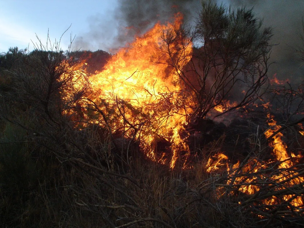 Convergencia Andaluza exige al Ayuntamiento un plan de choque contra el alto riesgo de incendios en Los Pinos-El Capricho - Actualidad - 90 Costa