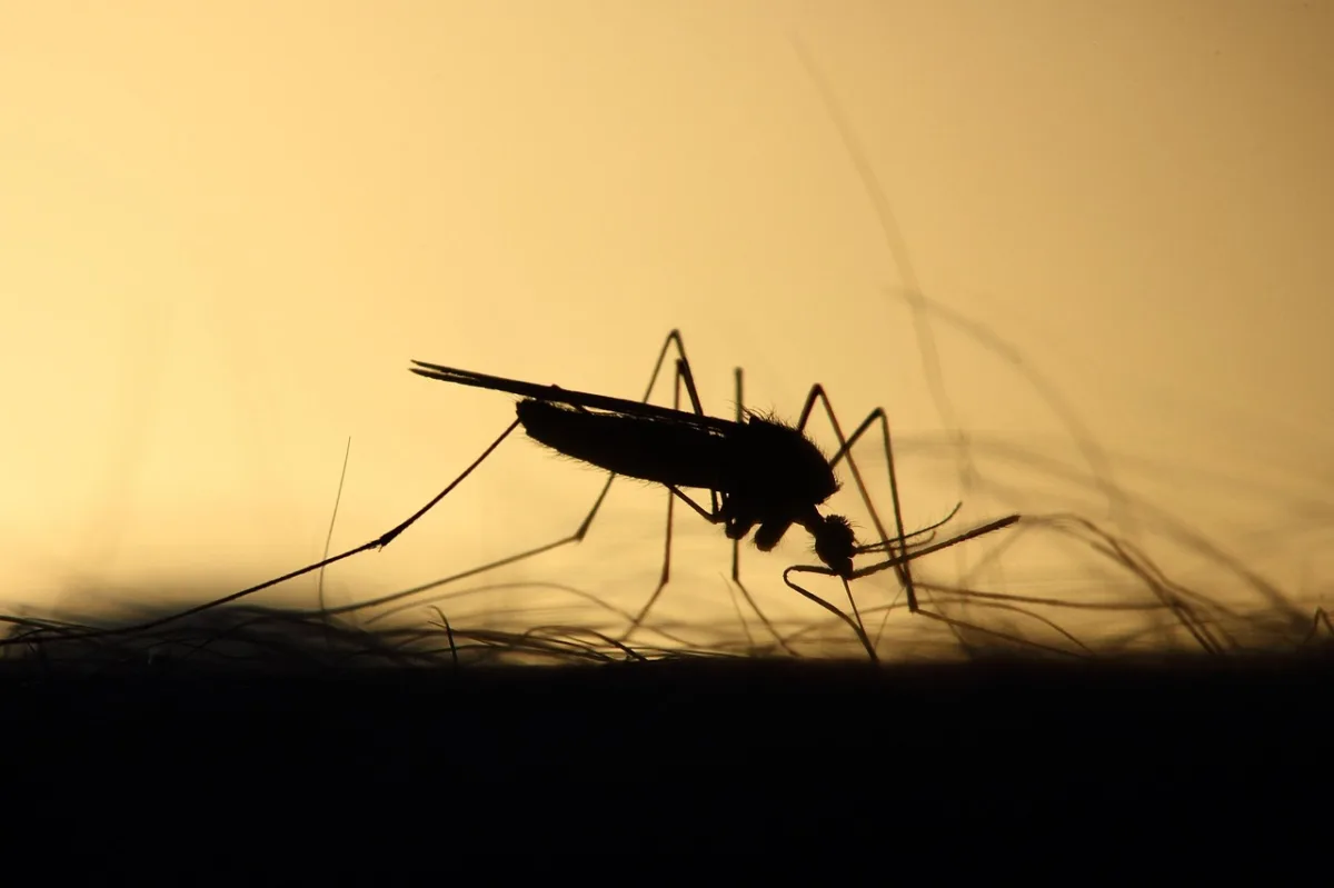 Sanidad levanta la alarma por el virus del Nilo en Salobreña - Actualidad - 90 Costa